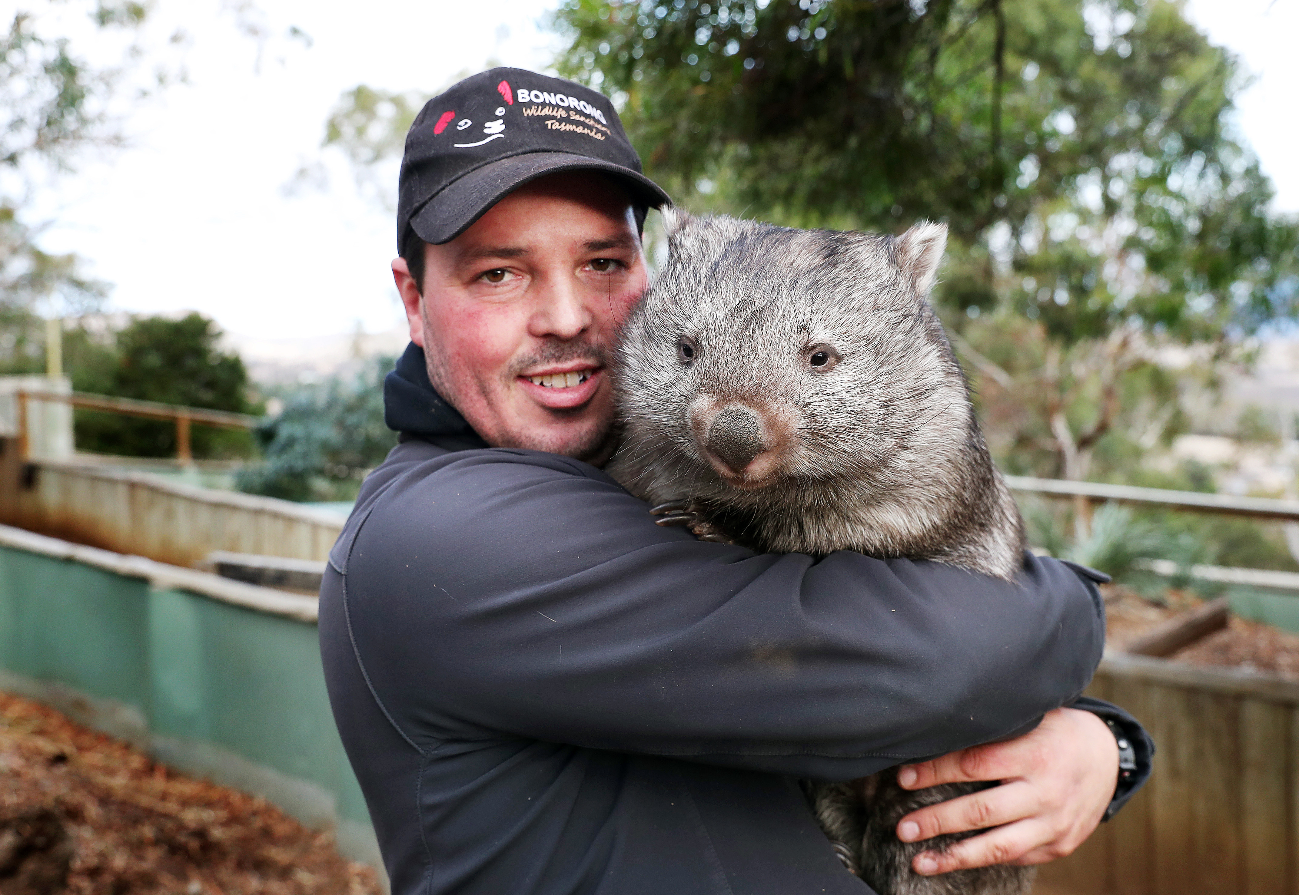 Bonorong owner Greg Irons with 15 month old wombat 'Millie', who was orphaned when her mother was killed after being hit by a car