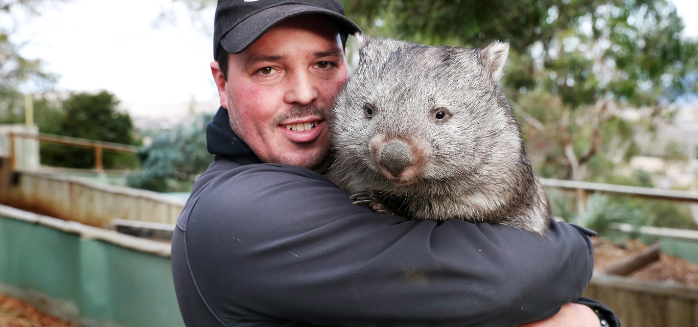 Bonorong owner Greg Irons with 15 month old wombat 'Millie', who was orphaned when her mother was killed after being hit by a car Bonorong owner Greg Irons with 15 month old wombat 'Millie', who was orphaned when her mother was killed after being hit by a car