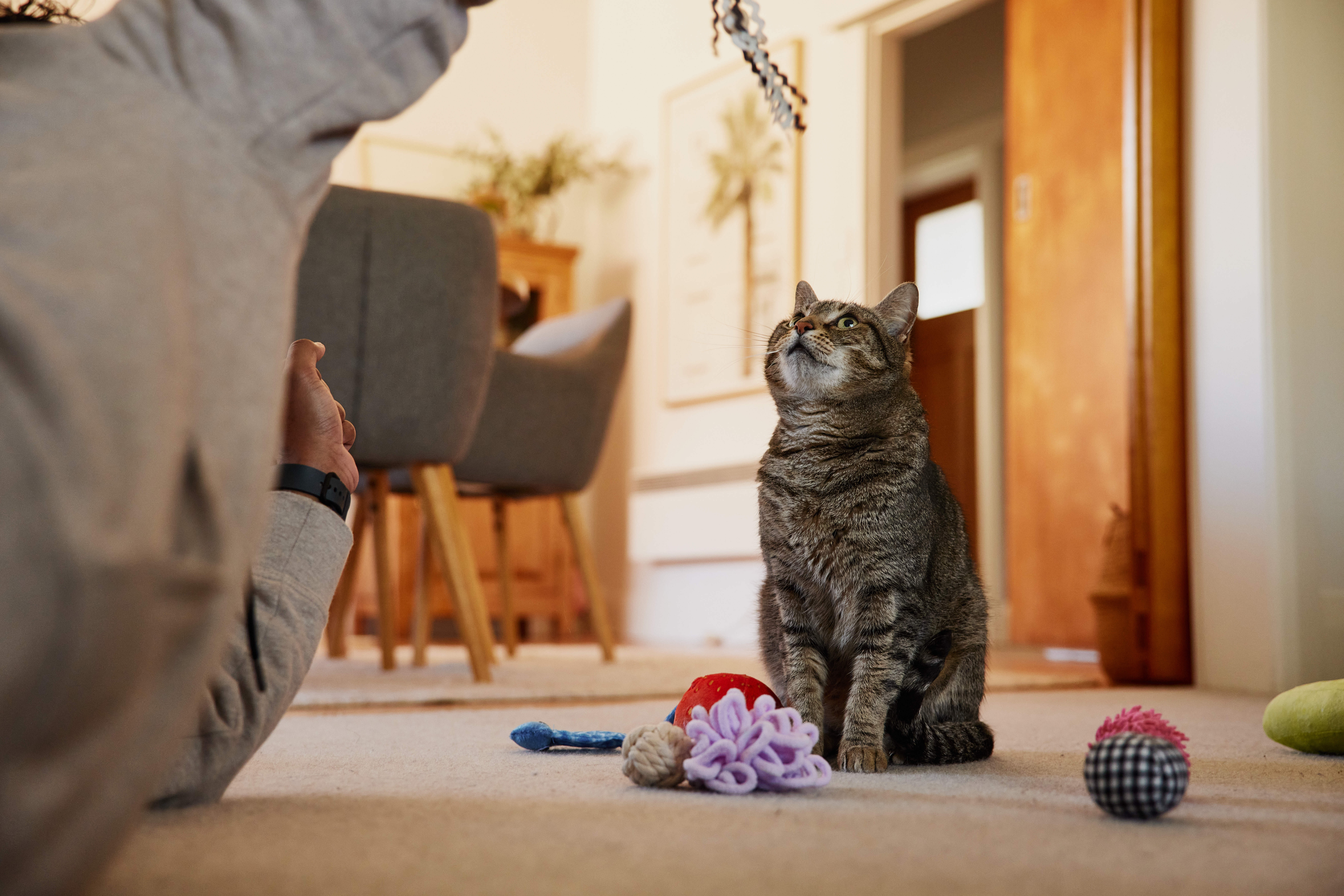 Cat playing with its toy