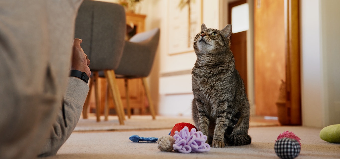 Cat playing with its toy