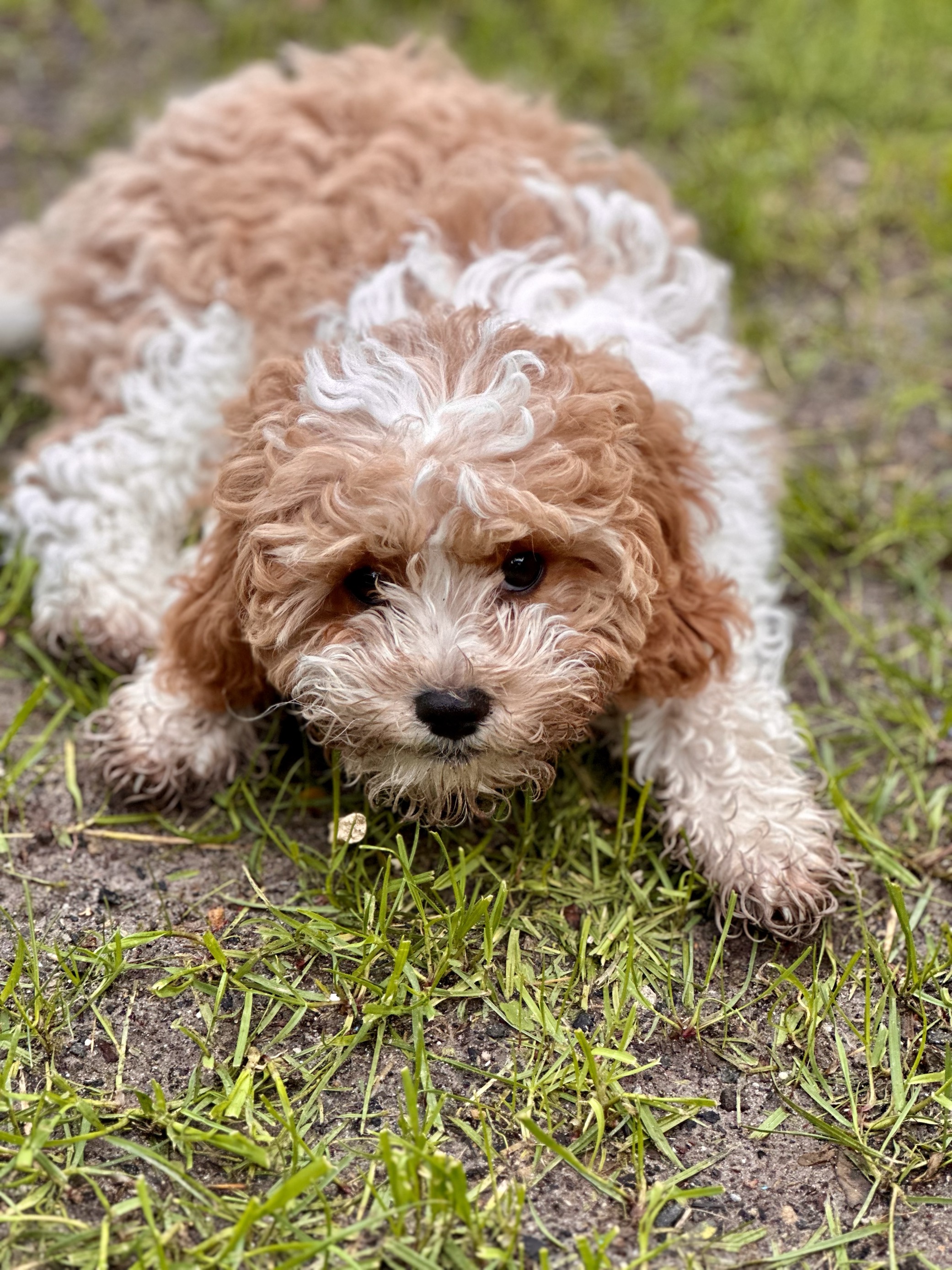 Cavoodle puppy laying on the grass