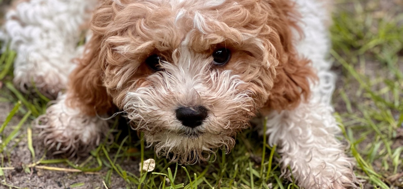 Cavoodle puppy laying on the grass
