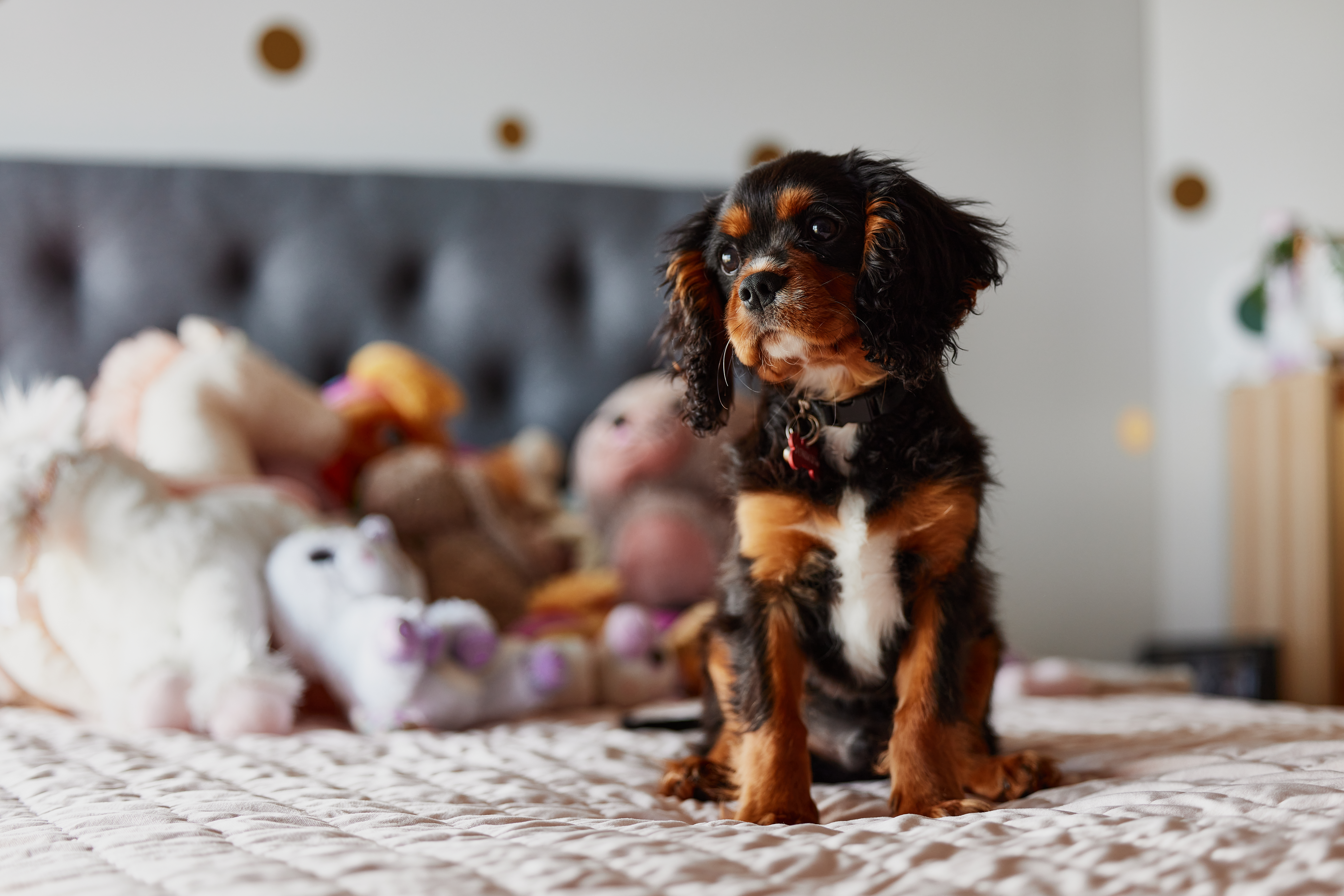 Puppy dog cavalier sitting on bed