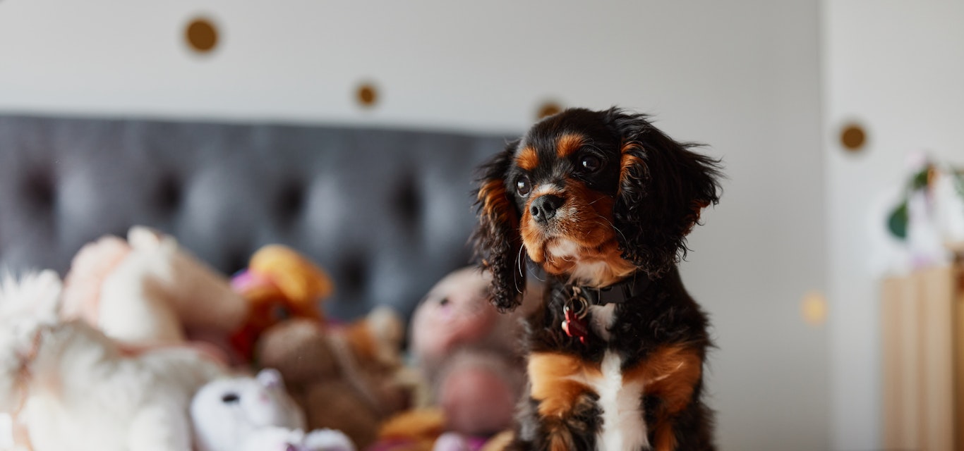 Puppy dog cavalier sitting on bed