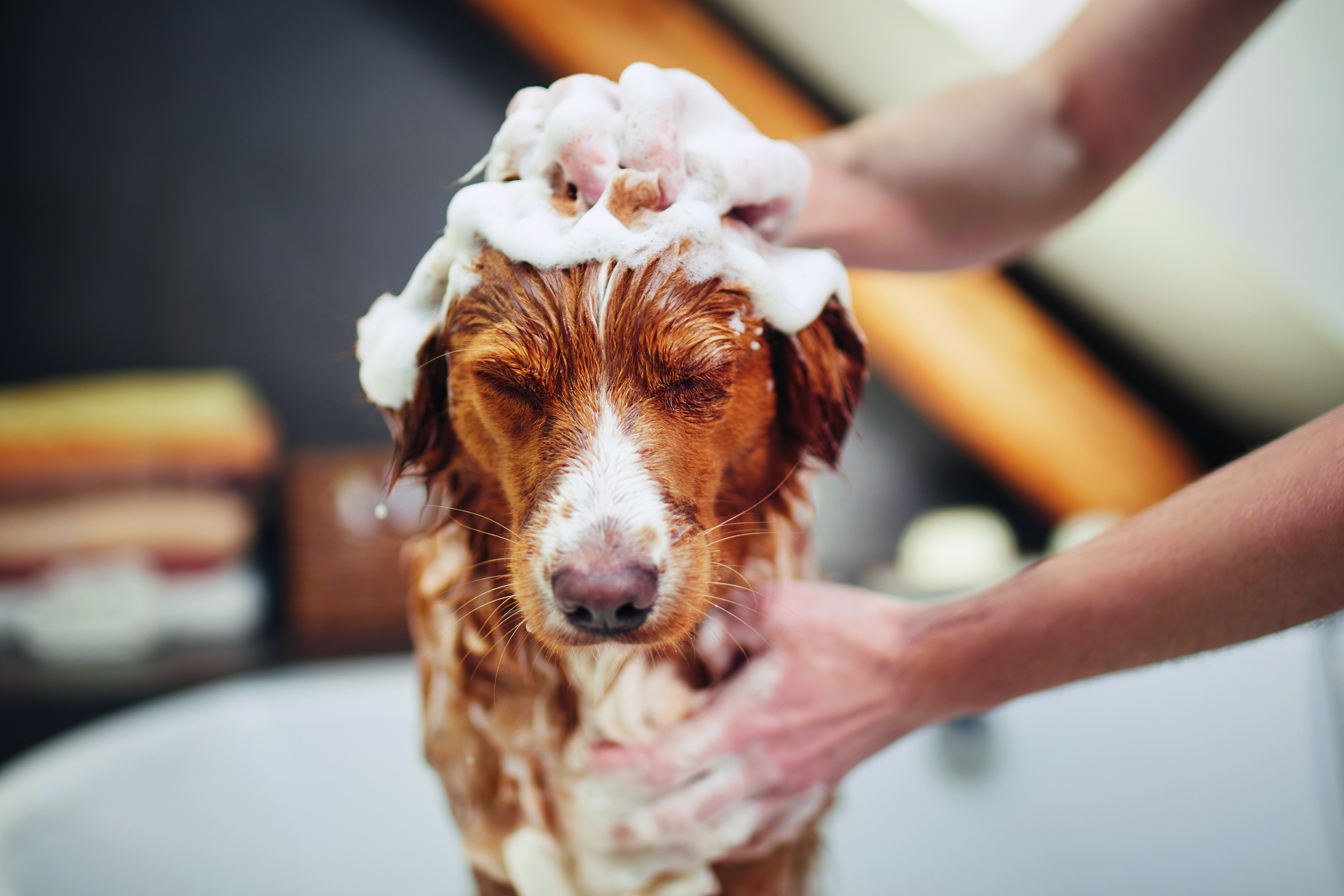 Even dogs can enjoy a nice warm bath