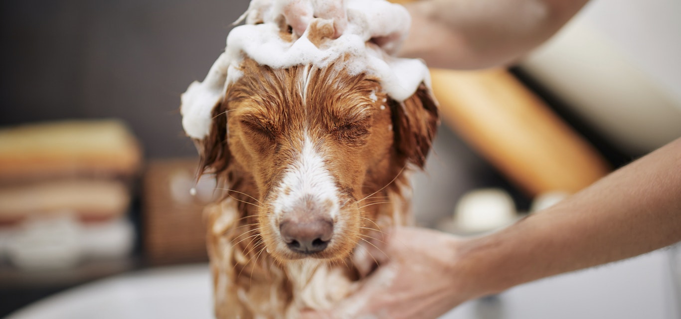 Even dogs can enjoy a nice warm bath Even dogs can enjoy a nice warm bath