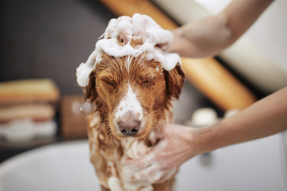 Even dogs can enjoy a nice warm bath