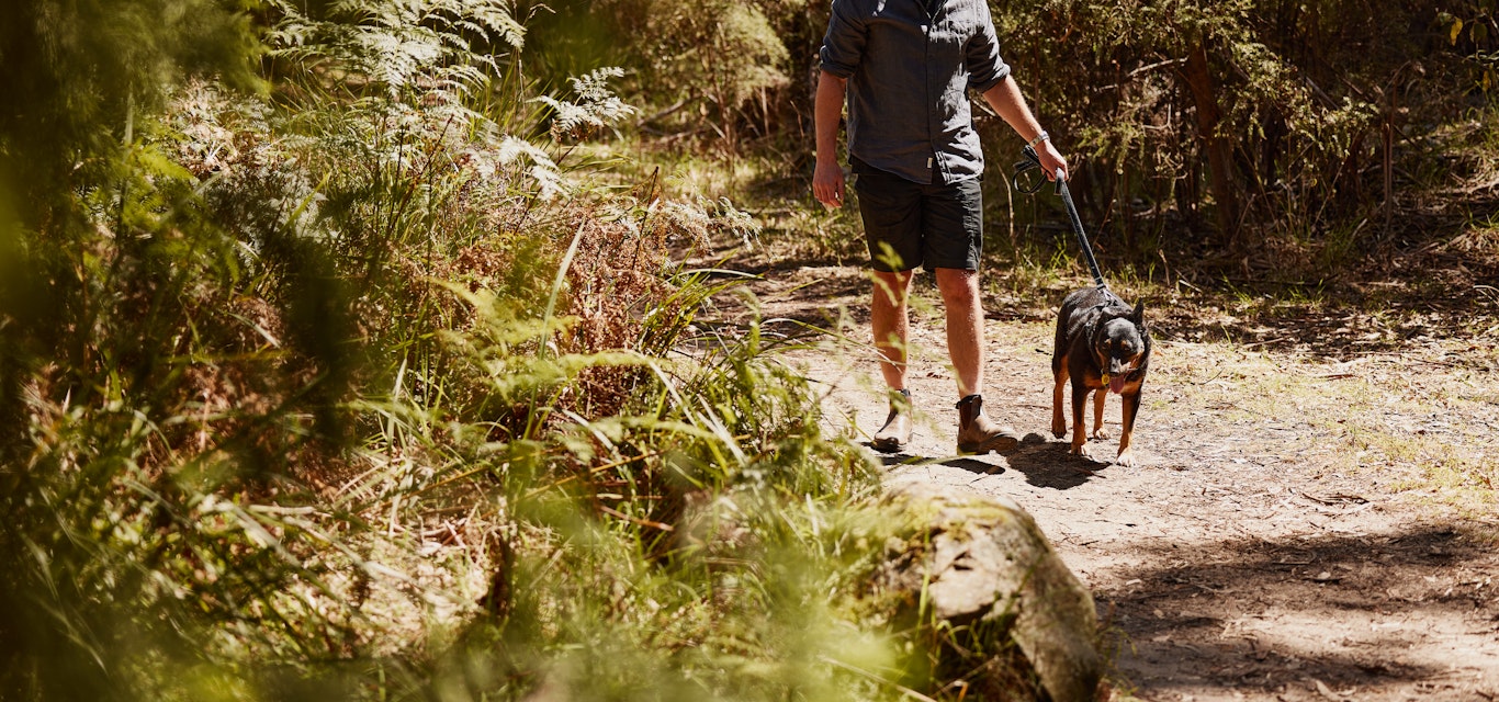 Man walking dog along a bush track
