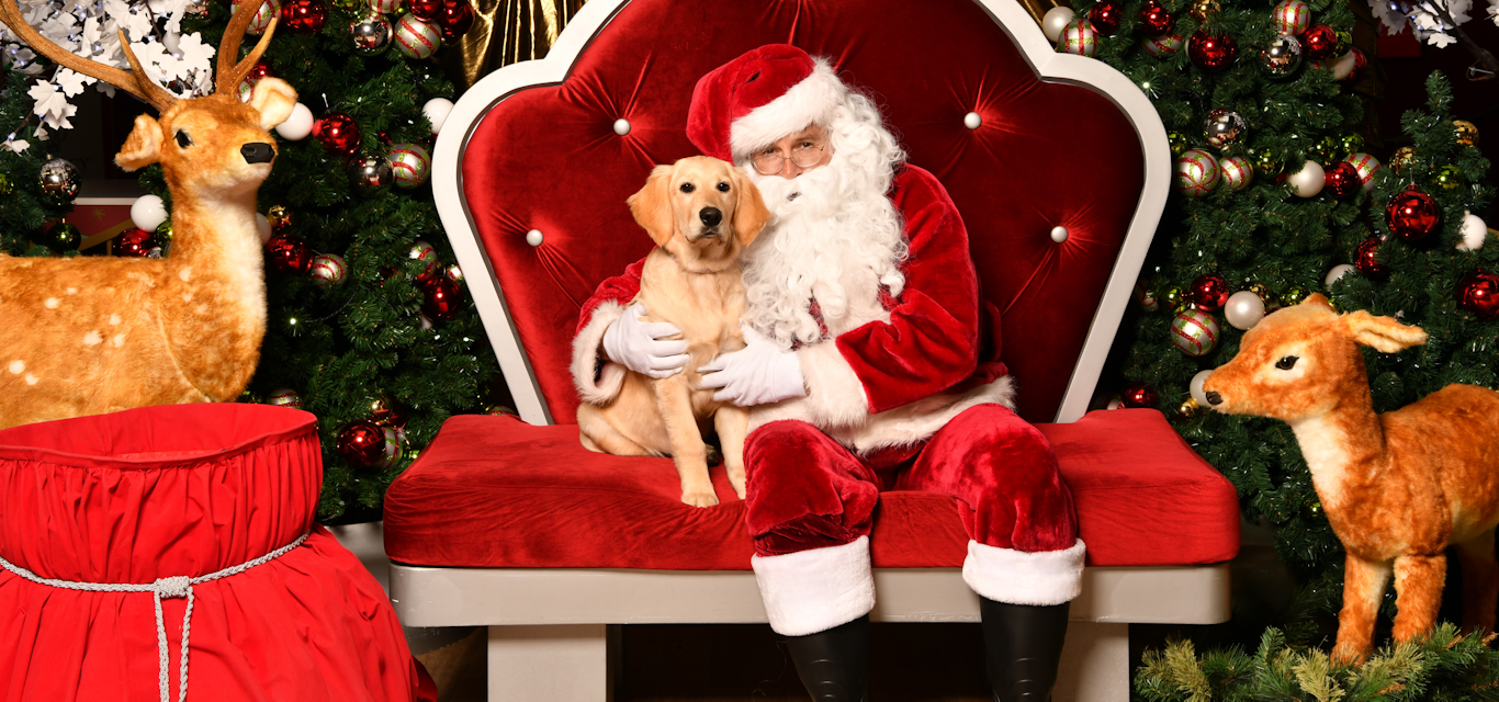 Golden retriever sitting on Santa's lap for a Christmas photo