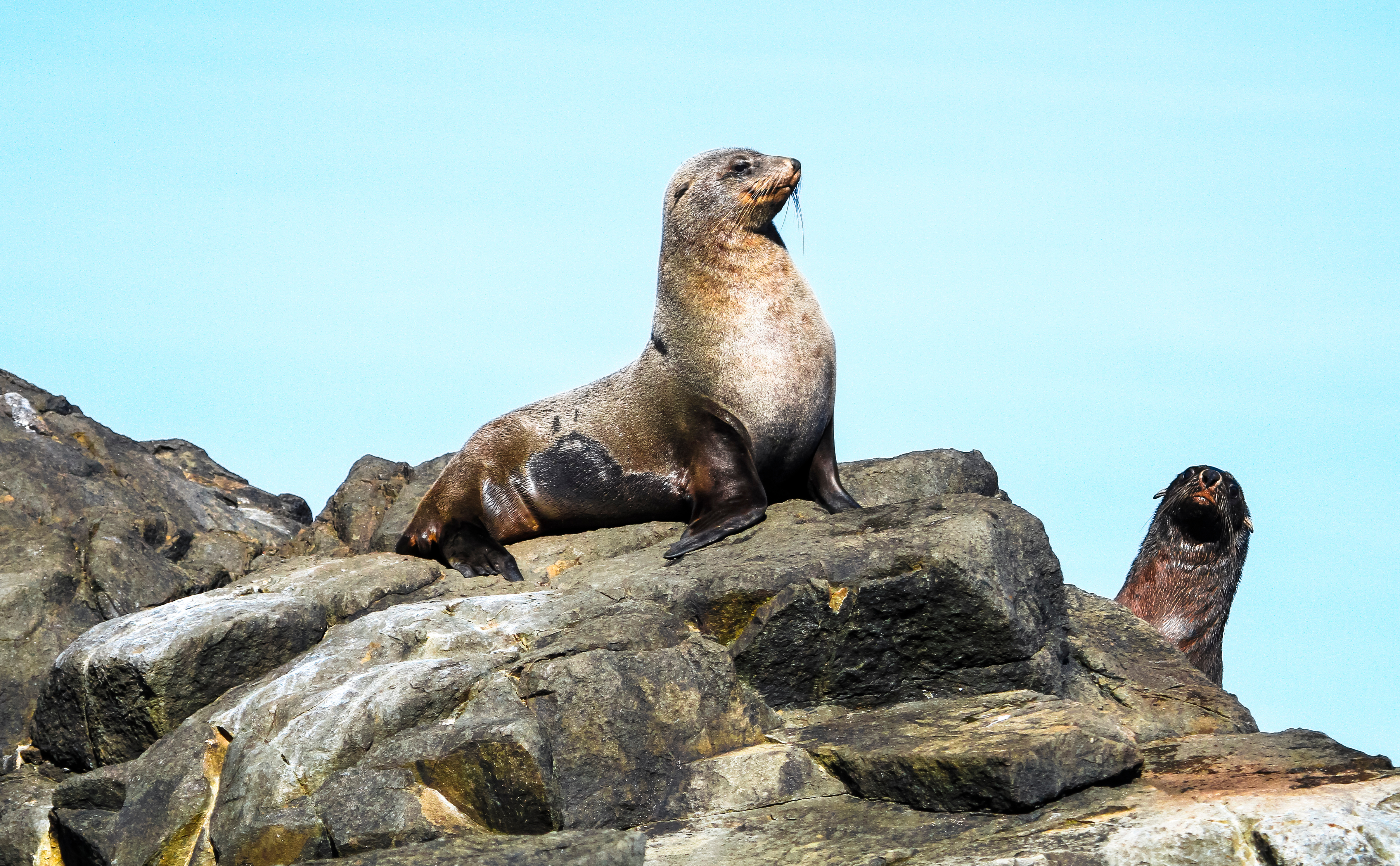 Seal sitting in the sun on a rock