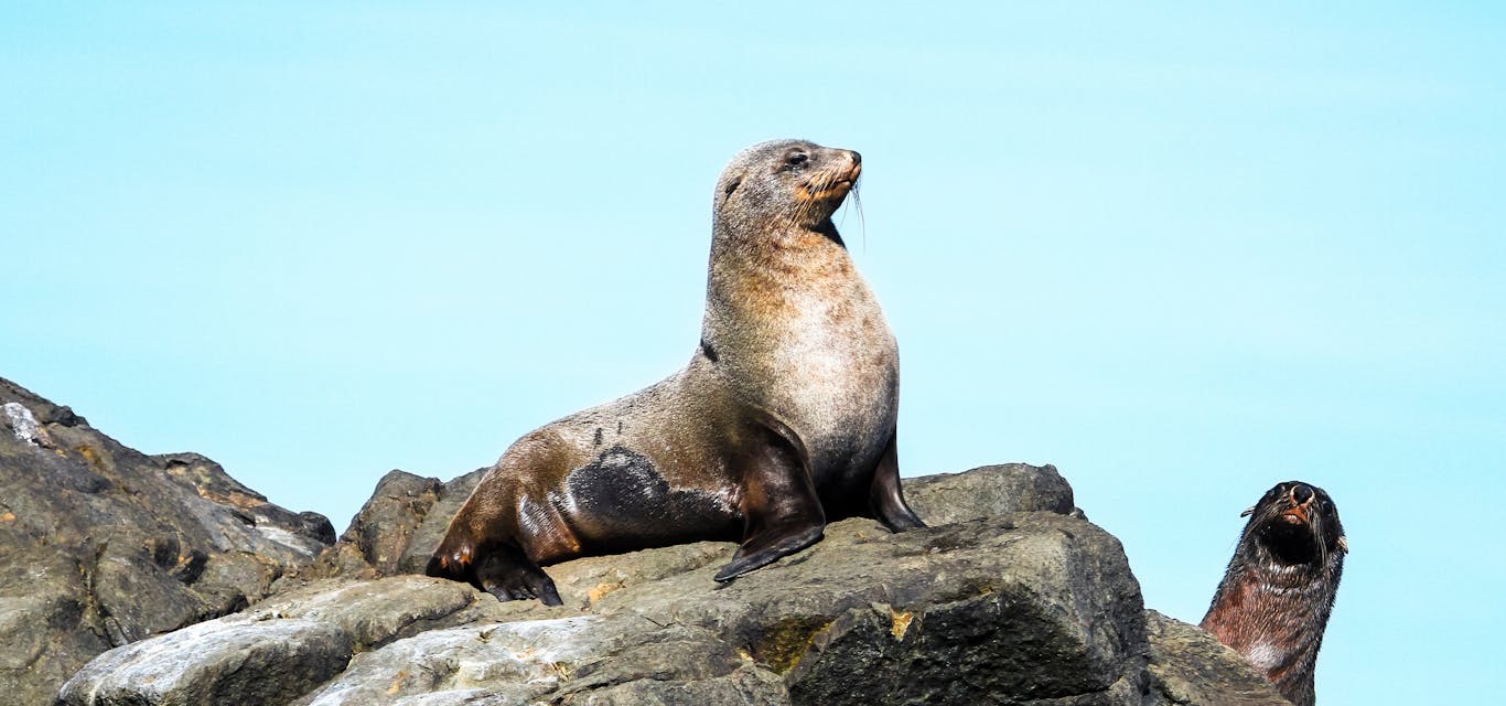 Seal sitting in the sun on a rock