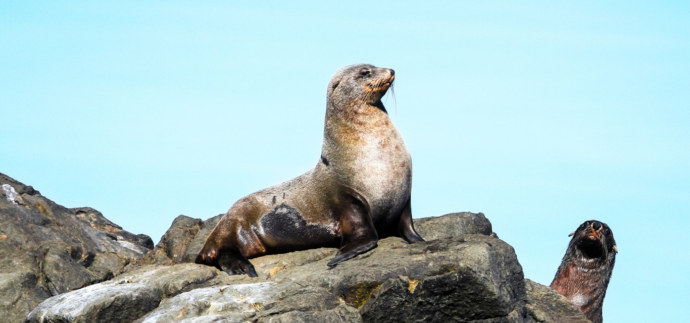Seal sitting in the sun on a rock