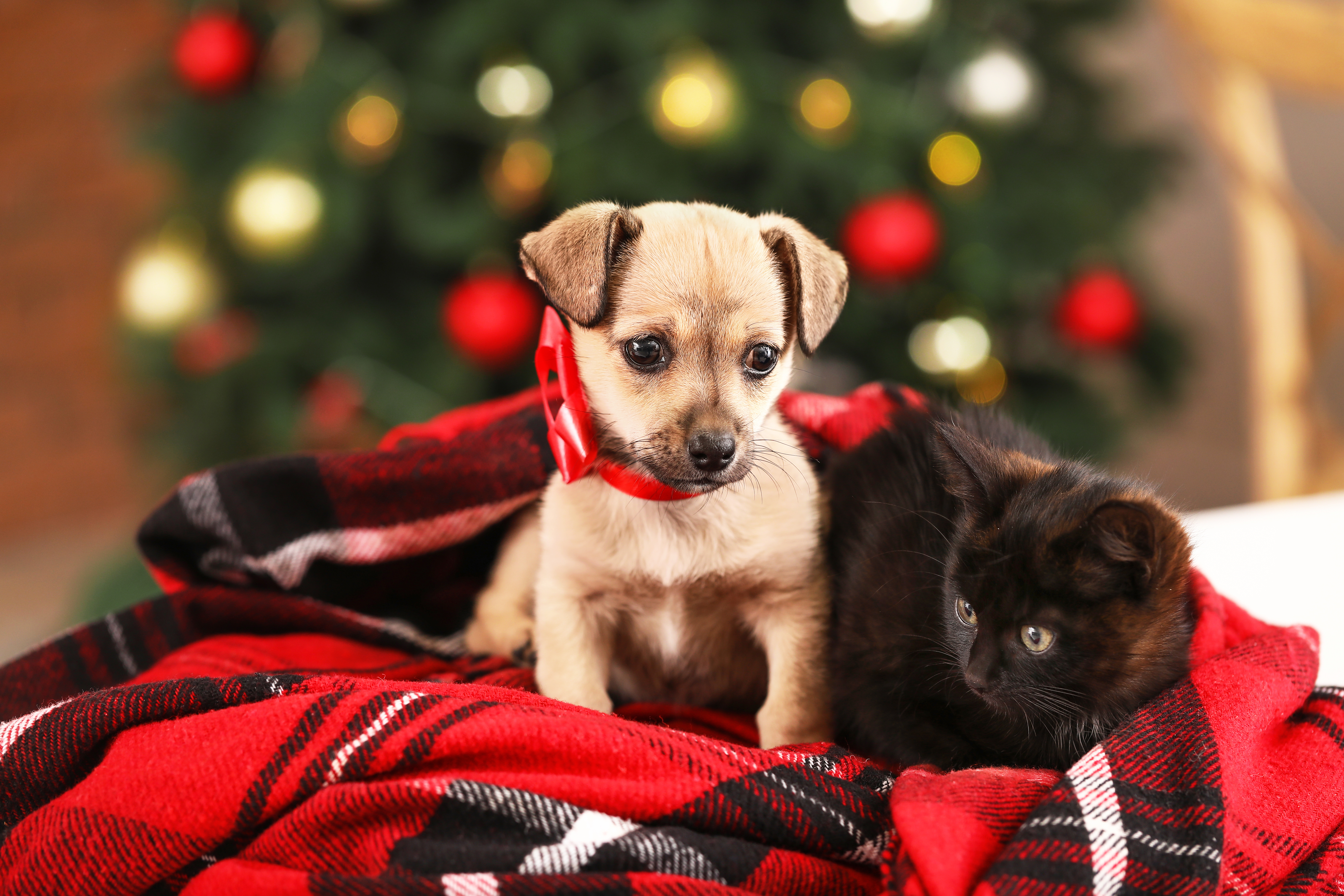 Puppies and kittens laying in front of the Christmas tree