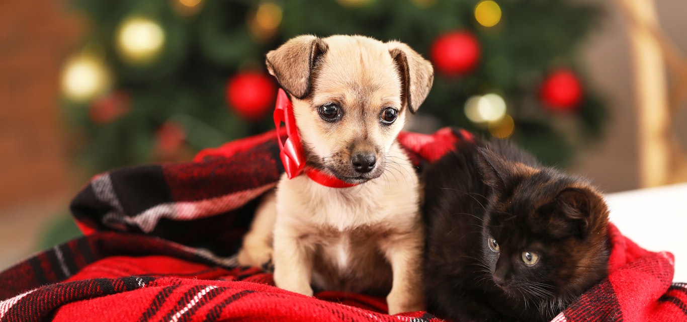 Puppies and kittens laying in front of the Christmas tree