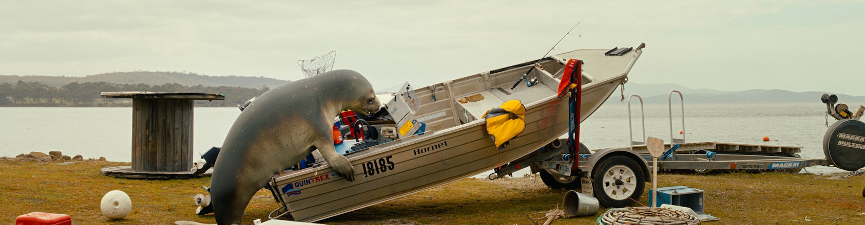 A seal climbing into a boat