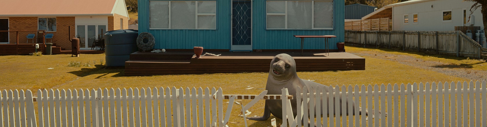 Elephant seal knocking down a fence