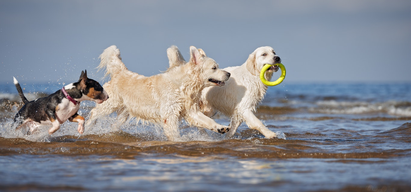 three happy dogs playing with a round toy in the sea water
