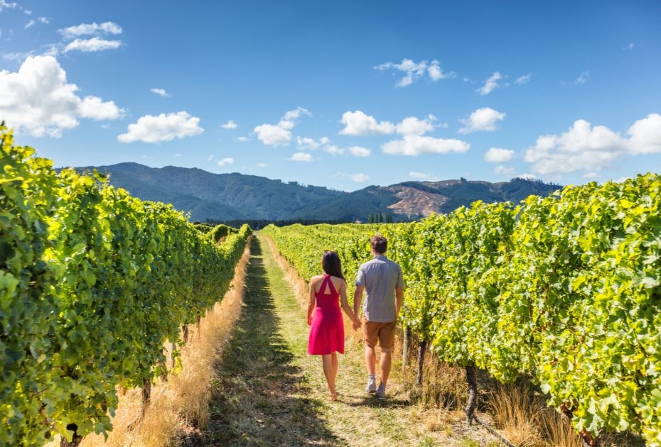 Vineyard in Marlborough
