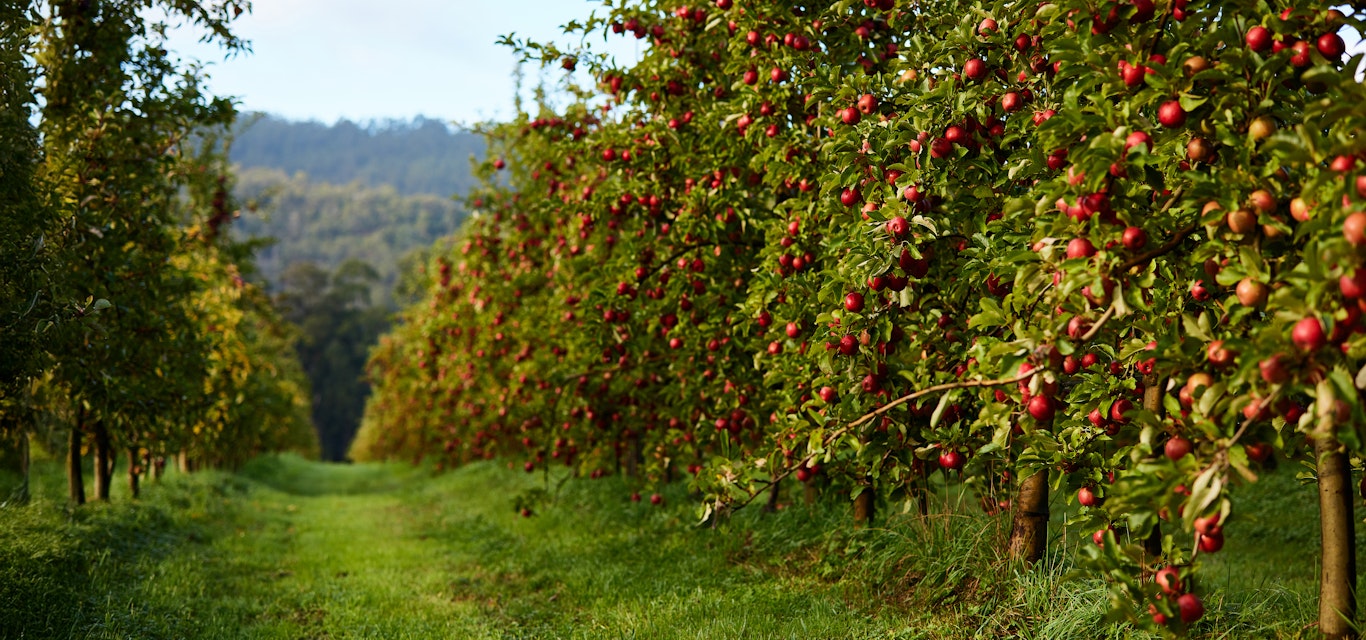 The luscious apple orchards