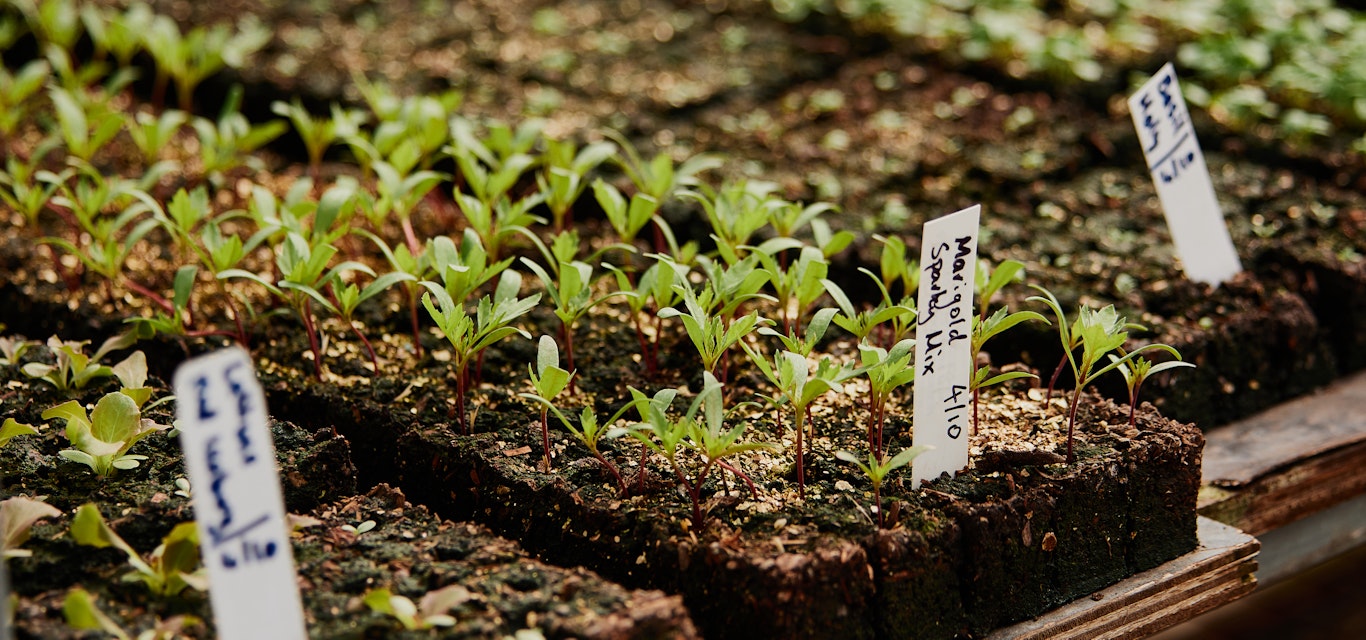 The garden at the Agrarian Kitchen