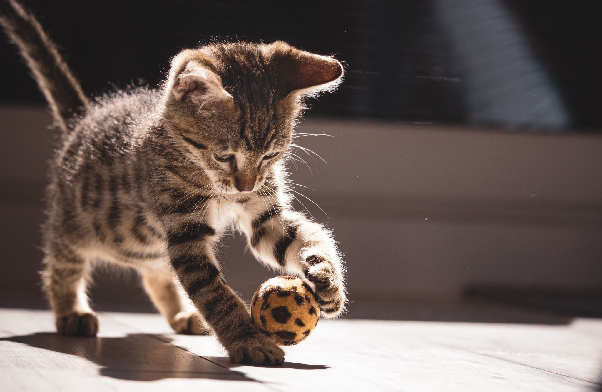 Kitten playing with ball