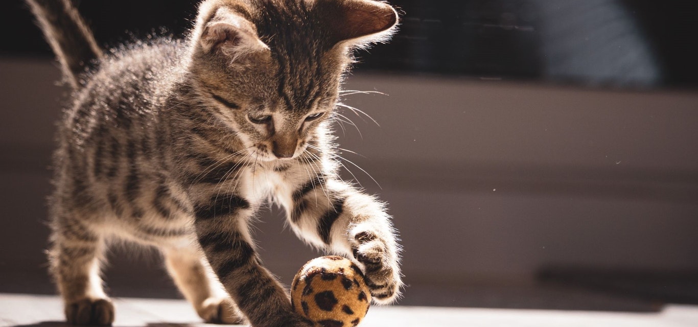 Kitten playing with ball