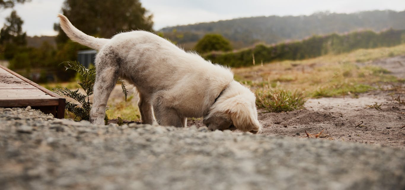 Golden retriever puppy Golden retriever puppy dog digging in dirt