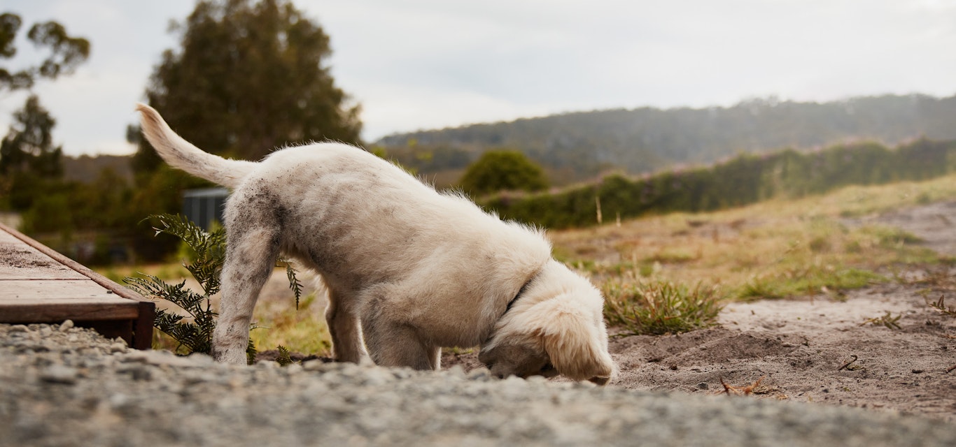 Golden retriever puppy dog digging in dirt