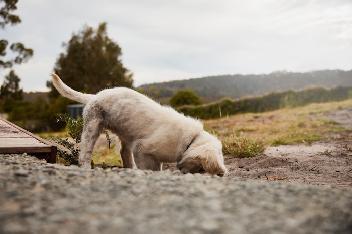 Golden retriever puppy dog digging in dirt