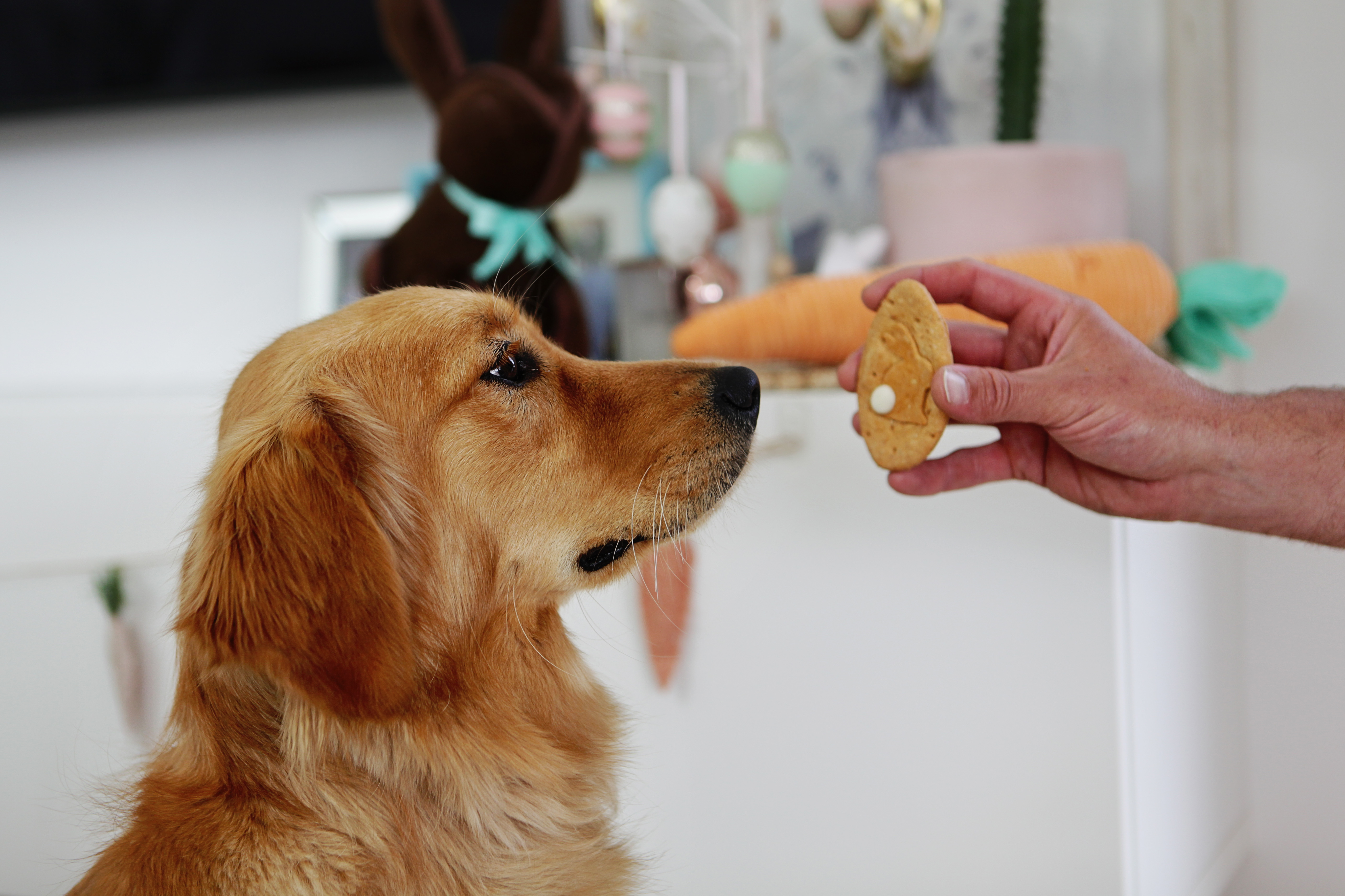 Dog eating biscuit at Easter