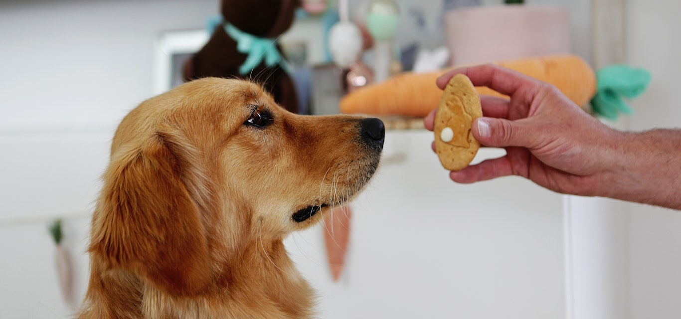 Dog eating biscuit at Easter