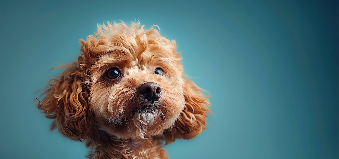 Brown toy poodle