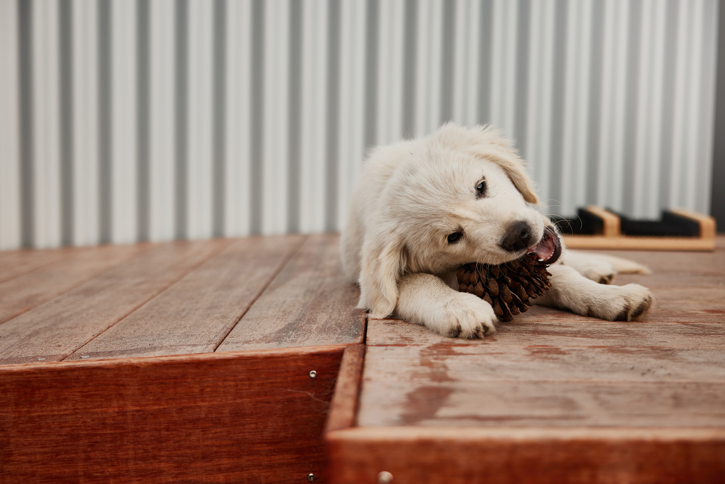 Golden retriever puppy eating a pinecone outside