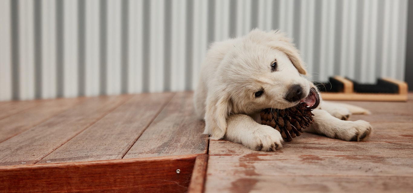 Golden retriever puppy eating a pinecone outside