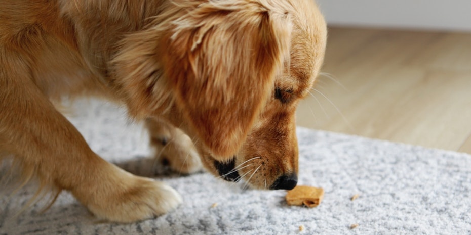 A golden retriever eating a cookie