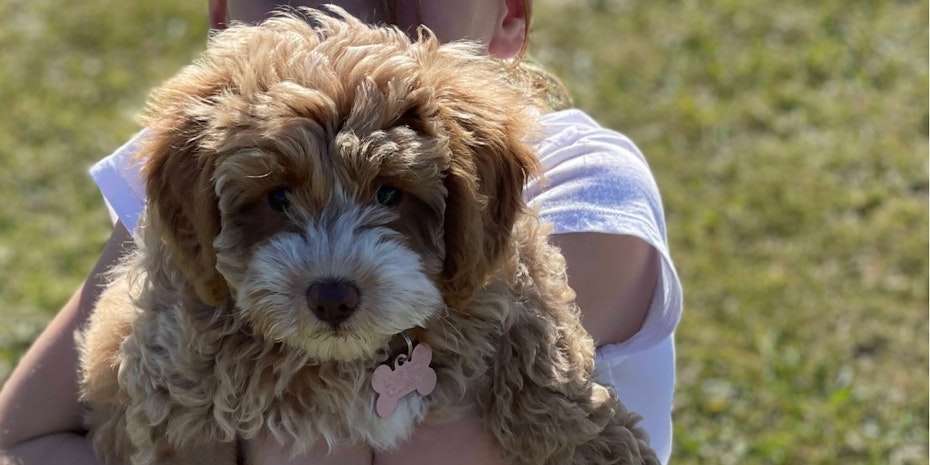 Rosie the cavoodle being picked up by a young girl