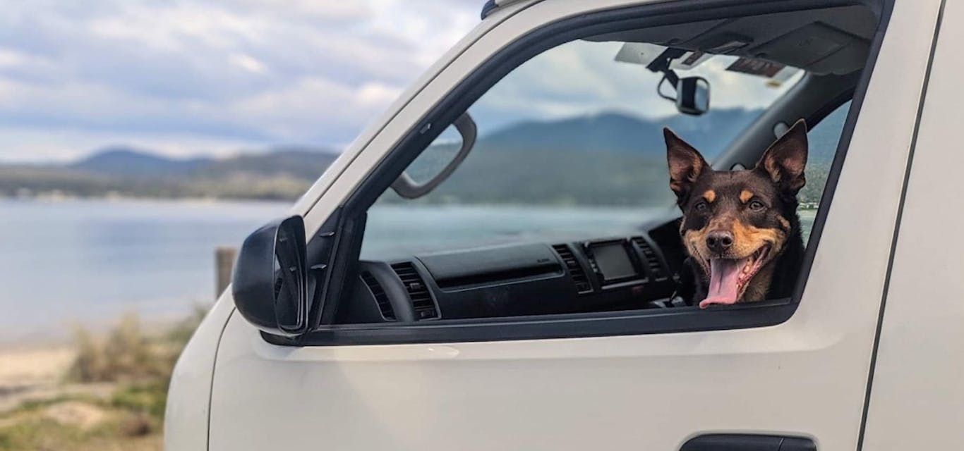 Kelpie camping