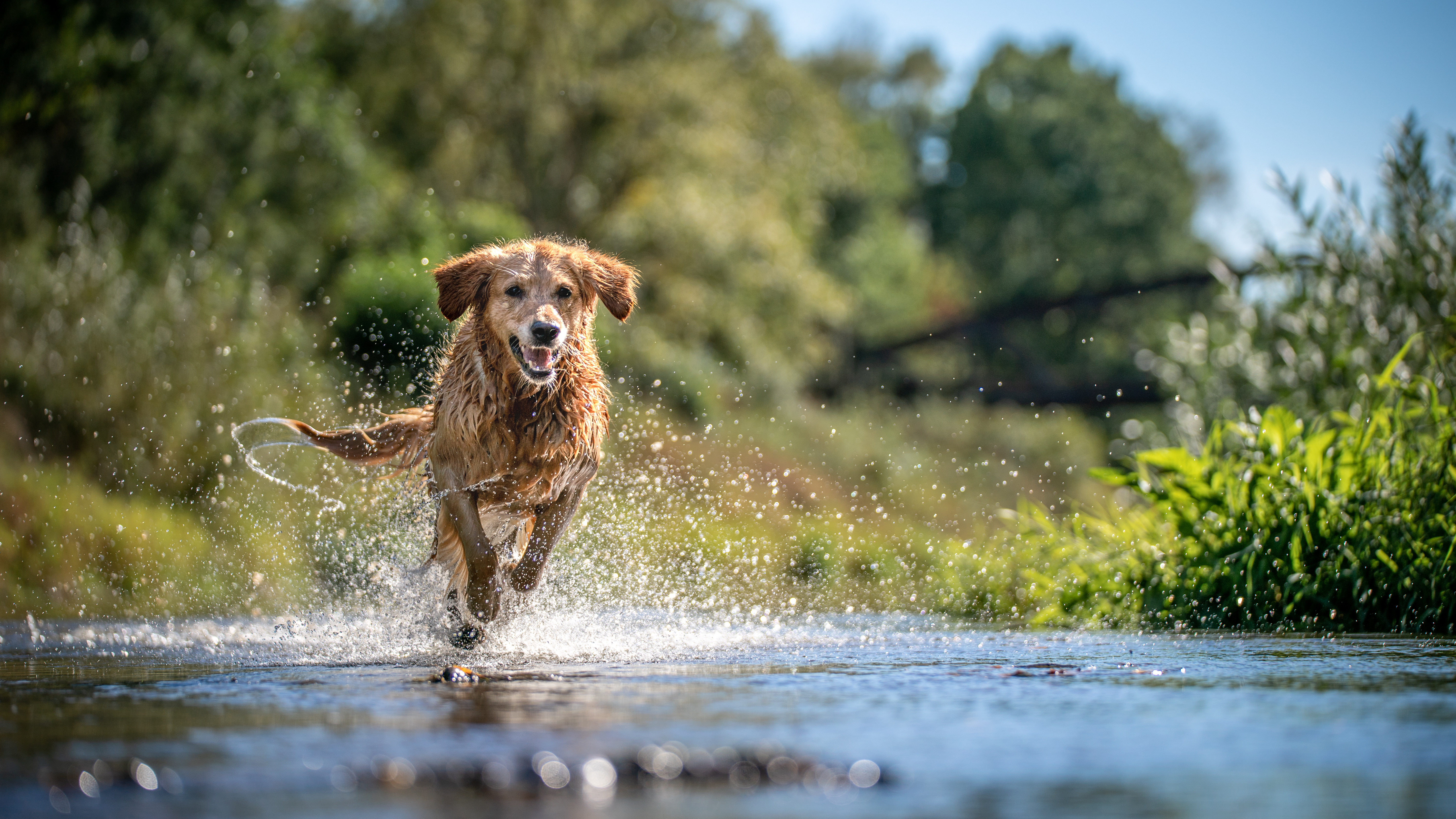 Golden retriever running through water outside