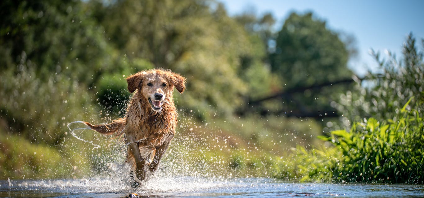 Golden retriever dog Golden retriever running through water outside