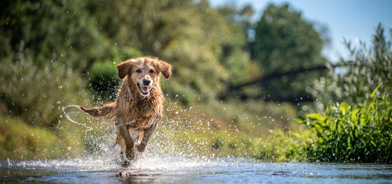Golden retriever running through water outside