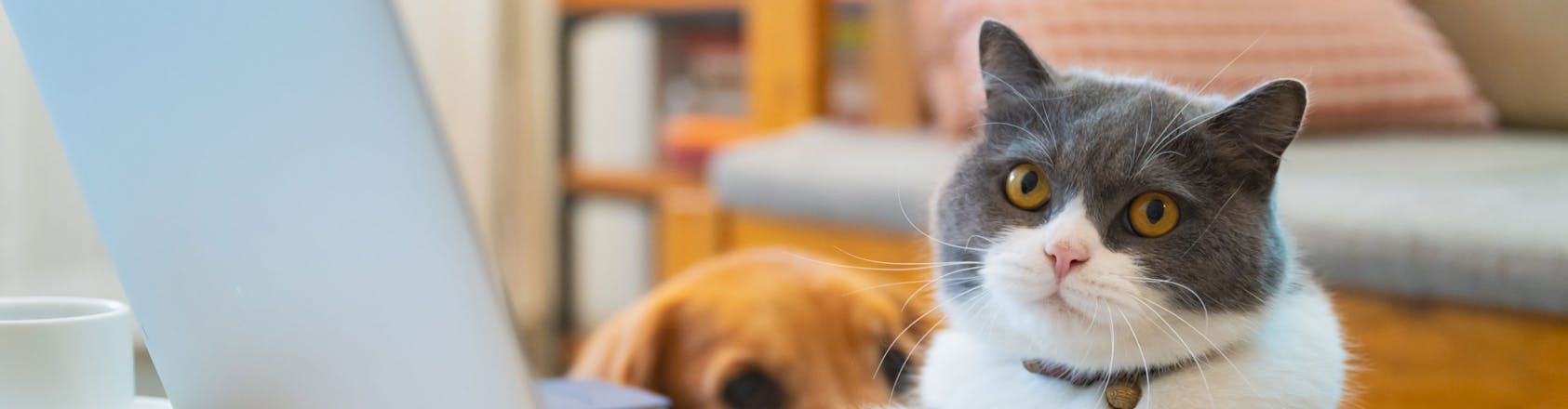 Cat sitting with laptop and dog in the background