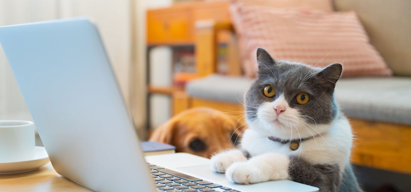 Cat sitting with laptop and dog in the background
