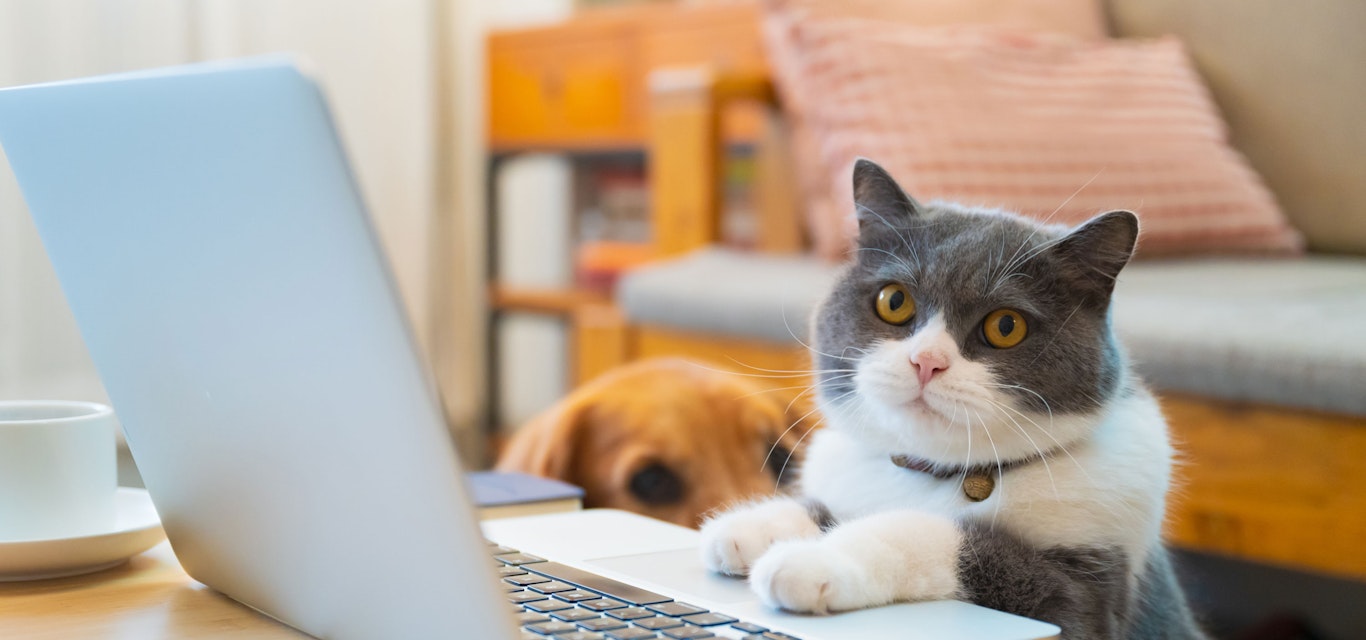 Cat sitting with laptop and dog in the background
