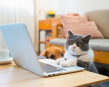 Cat sitting with laptop and dog in the background