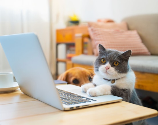 Cat sitting with laptop and dog in the background