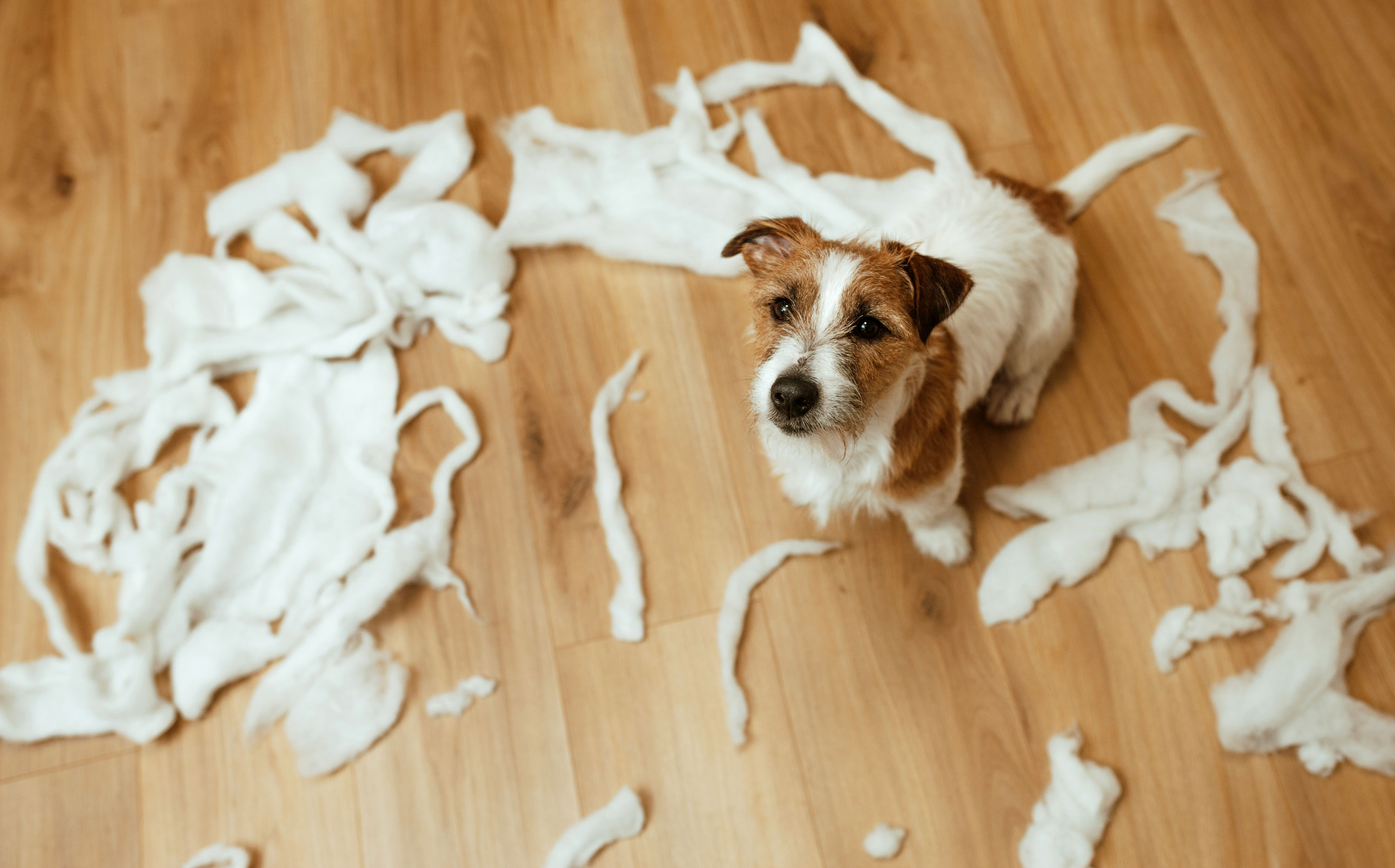Dog sitting surrounded by pieces of toilet paper