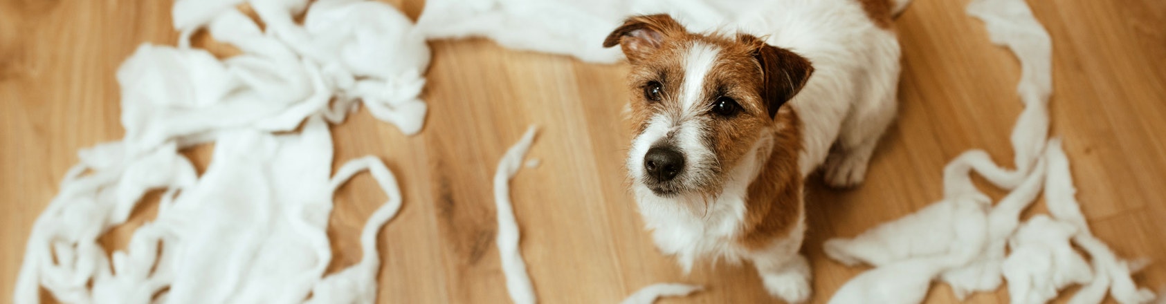 Dog sitting surrounded by pieces of toilet paper