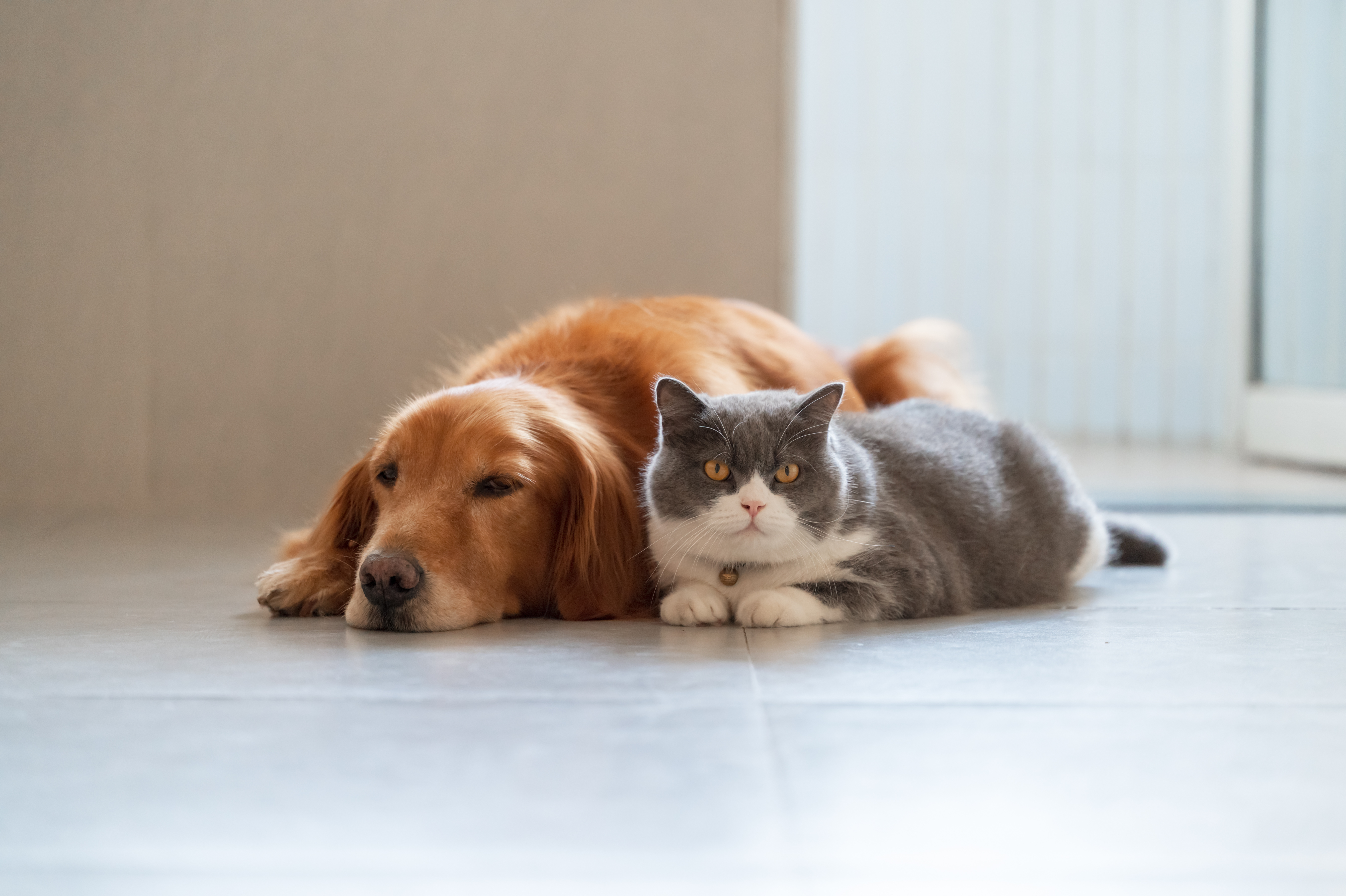 Dog and cat lying next to each other