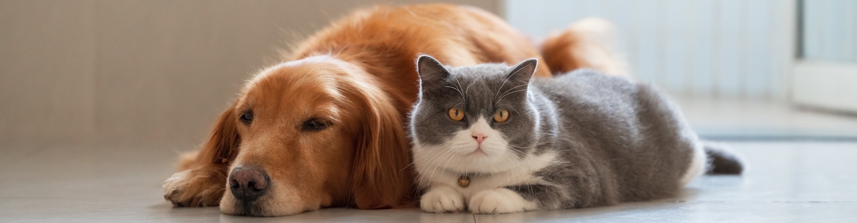 Dog and cat lying next to each other