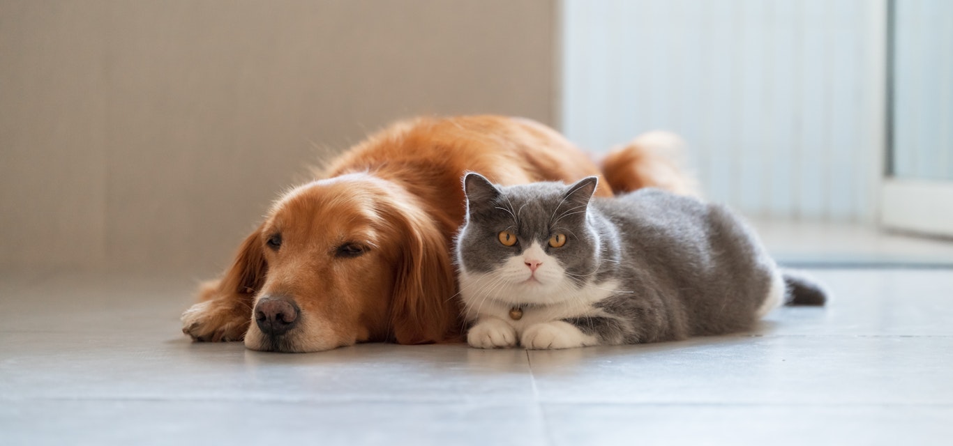 Dog and cat lying next to each other